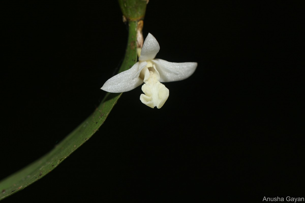 Dendrobium macraei Lindl.